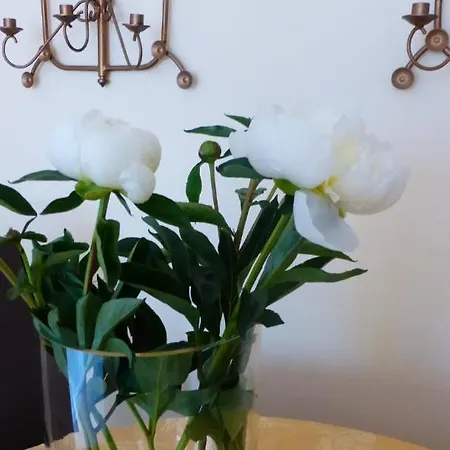 Kleines Seefalke * Bremerhaven