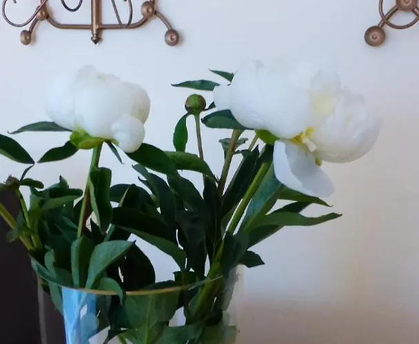 Kleines Seefalke * Bremerhaven